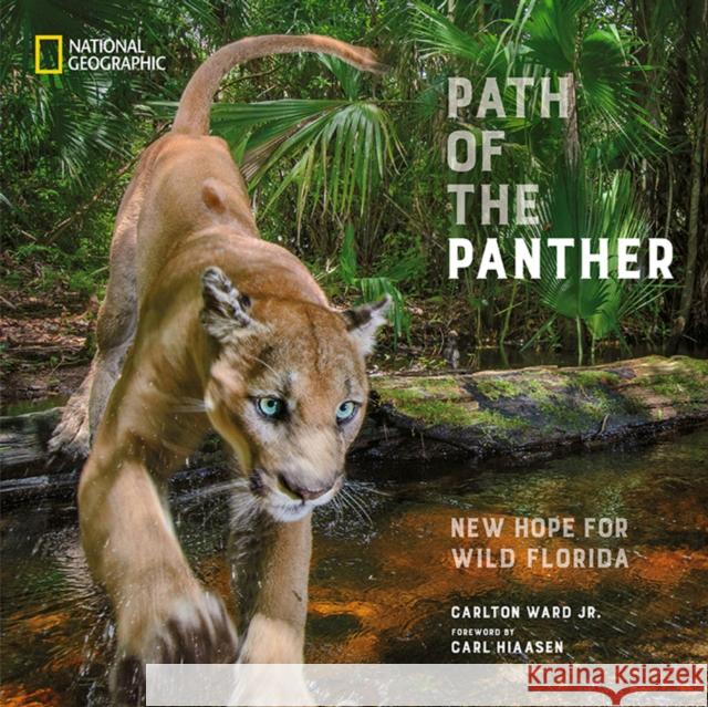 Path of the Panther: New Hope for Wild Florida Carlton War Carl Hiaasen 9781426223624 National Geographic Society - książka