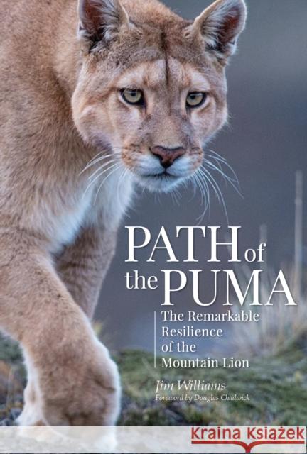 Path of the Puma: The Remarkable Resilience of the Mountain Lion Jim Williams Joe Glickman Douglas Chadwick 9781938340727 Patagonia - książka