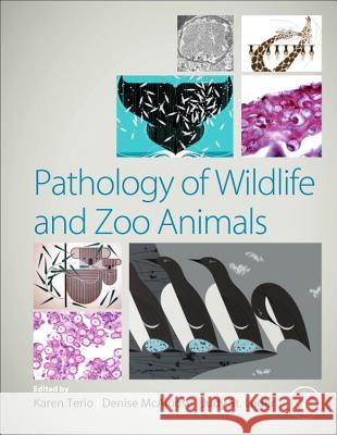 Pathology of Wildlife and Zoo Animals Karen A. Terio Denise McAloose Judy S 9780128053065 Academic Press - książka