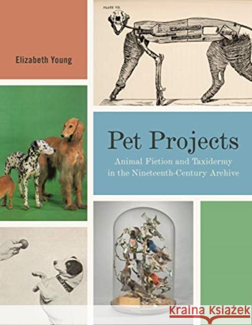 Pet Projects: Animal Fiction and Taxidermy in the Nineteenth-Century Archive Elizabeth Young 9780271084947 Penn State University Press - książka