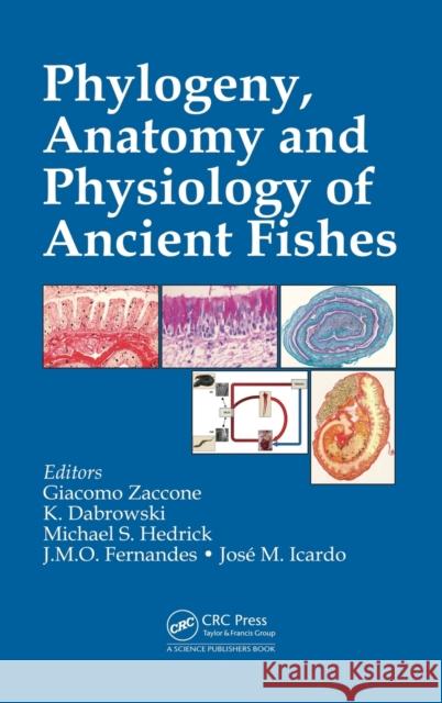 Phylogeny, Anatomy and Physiology of Ancient Fishes Giacomo Zaccone Konrad Dabrowski Michael S. Hedrick 9781498707558 CRC Press - książka