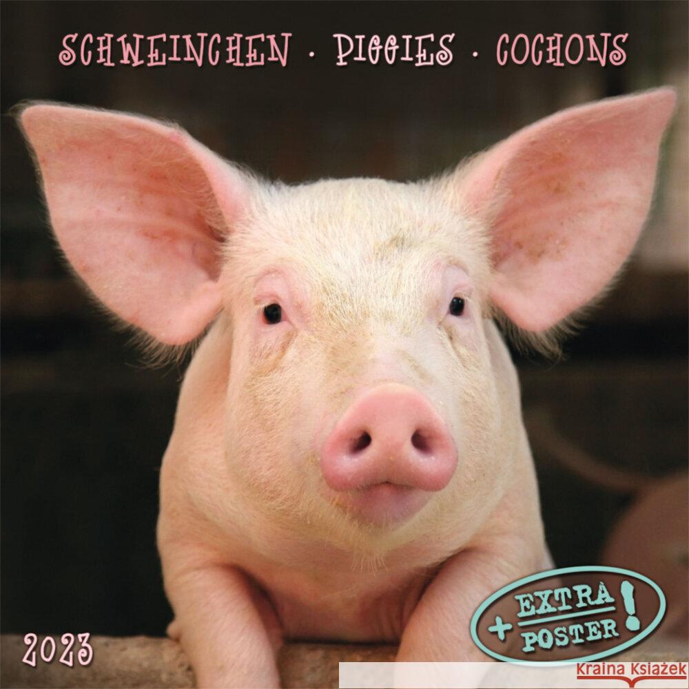 Piggies/Schweinchen 2023  9783959291453 Tushita - książka