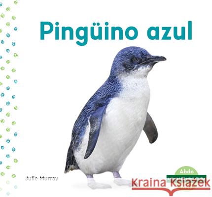 Pingüino Azul (Little Penguin) Murray, Julie 9781098204211 Abdo Kids - książka
