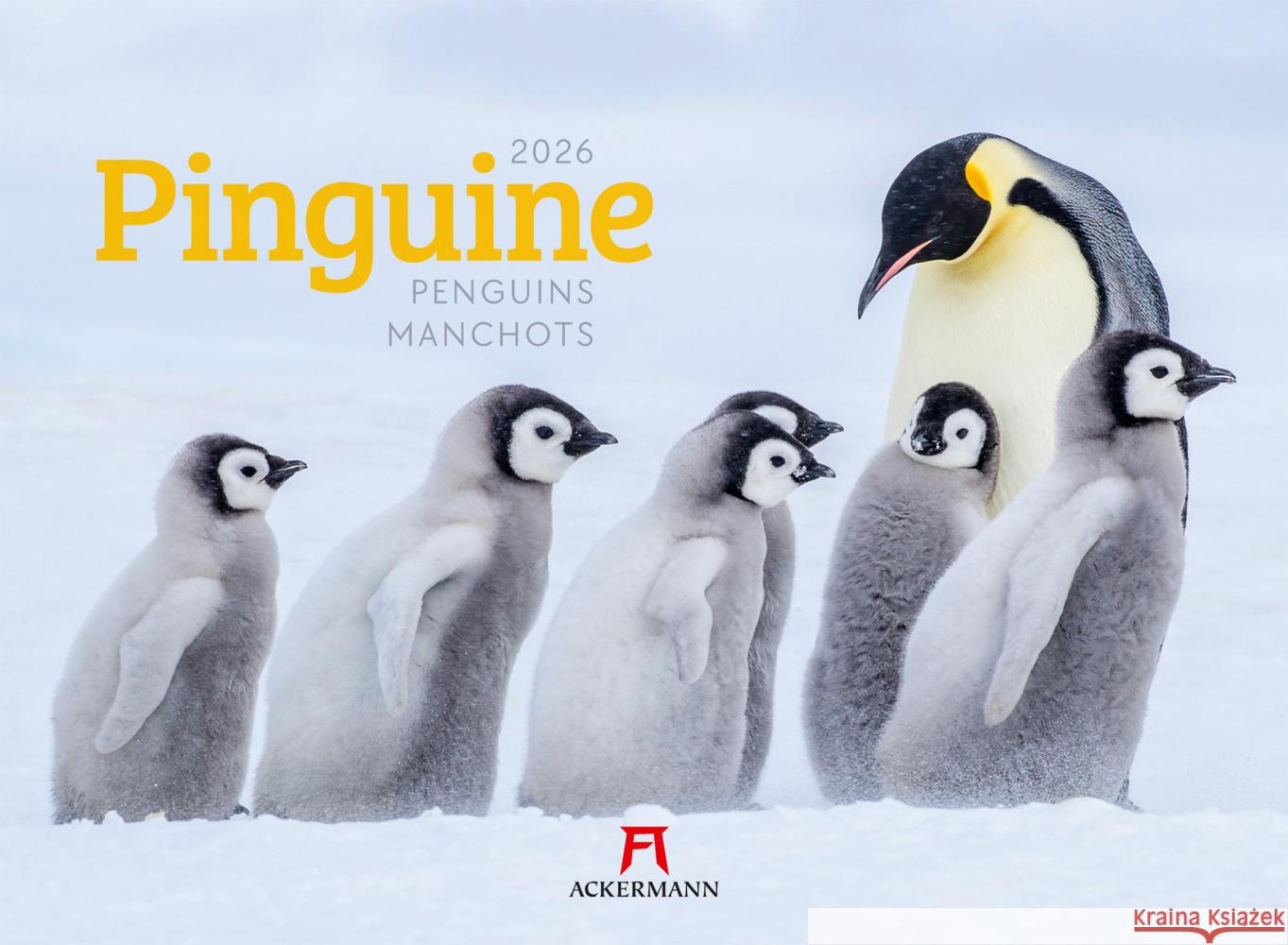 Pinguine Kalender 2026 Ackermann Kunstverlag GmbH 9783838426891 Ackermann Kunstverlag - książka