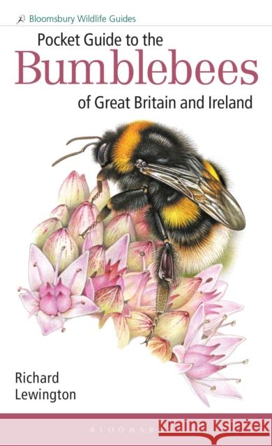 Pocket Guide to the Bumblebees of Great Britain and Ireland Richard Lewington 9781472993595 Bloomsbury Publishing PLC - książka