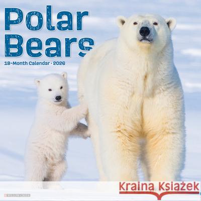 Polar Bears 12 X 12 Wall Calendar Willow Creek Press 9781549256059 Wlcp - książka