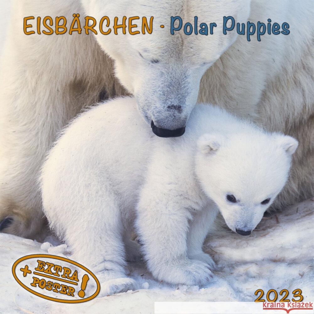 Polar Bears/Eisbärchen 2023  9783959291507 Tushita - książka