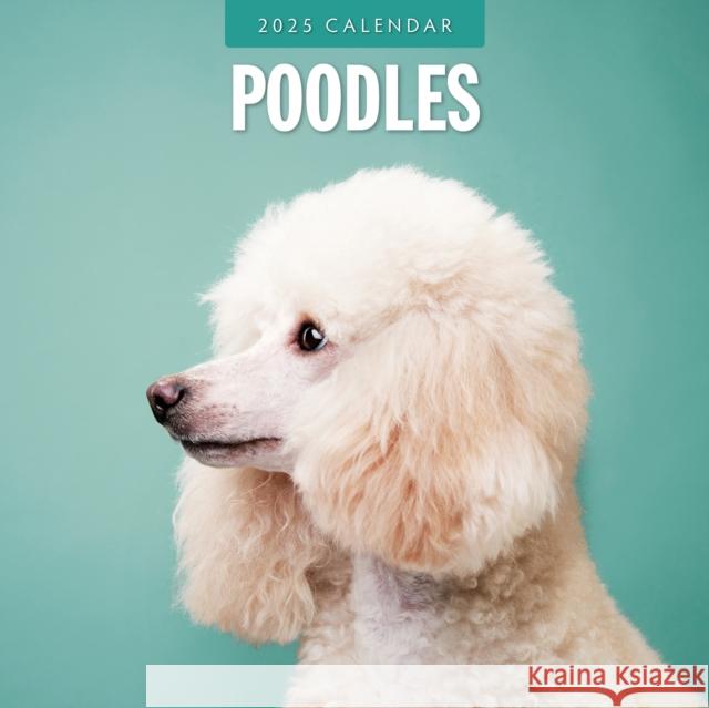 Poodles 2025 Square Wall Calendars Red Robin 9781804424988 Red Robin Publishing Ltd. - książka