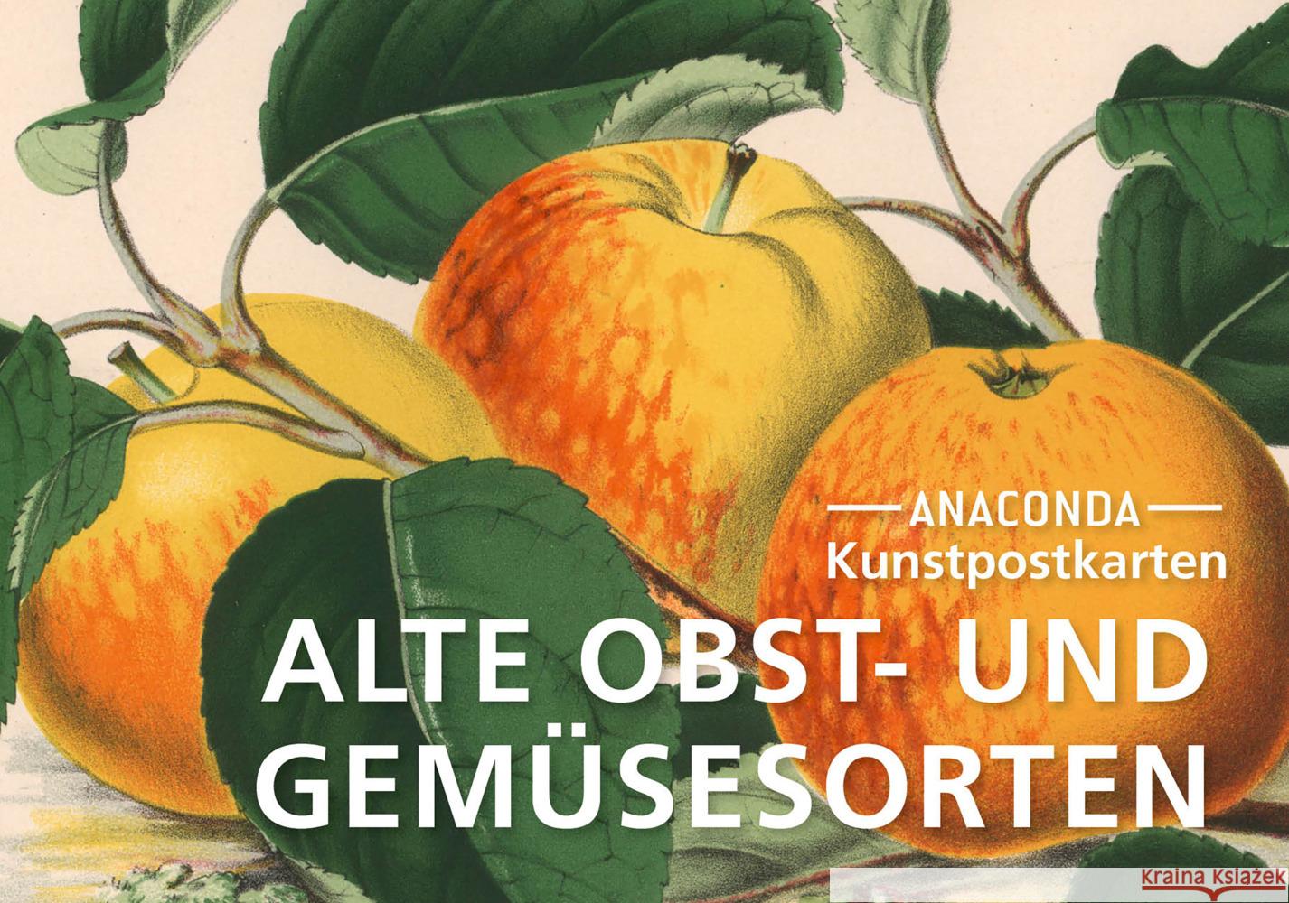 Postkarten-Set Alte Obst- und Gemüsesorten  9783730613900 Anaconda - książka