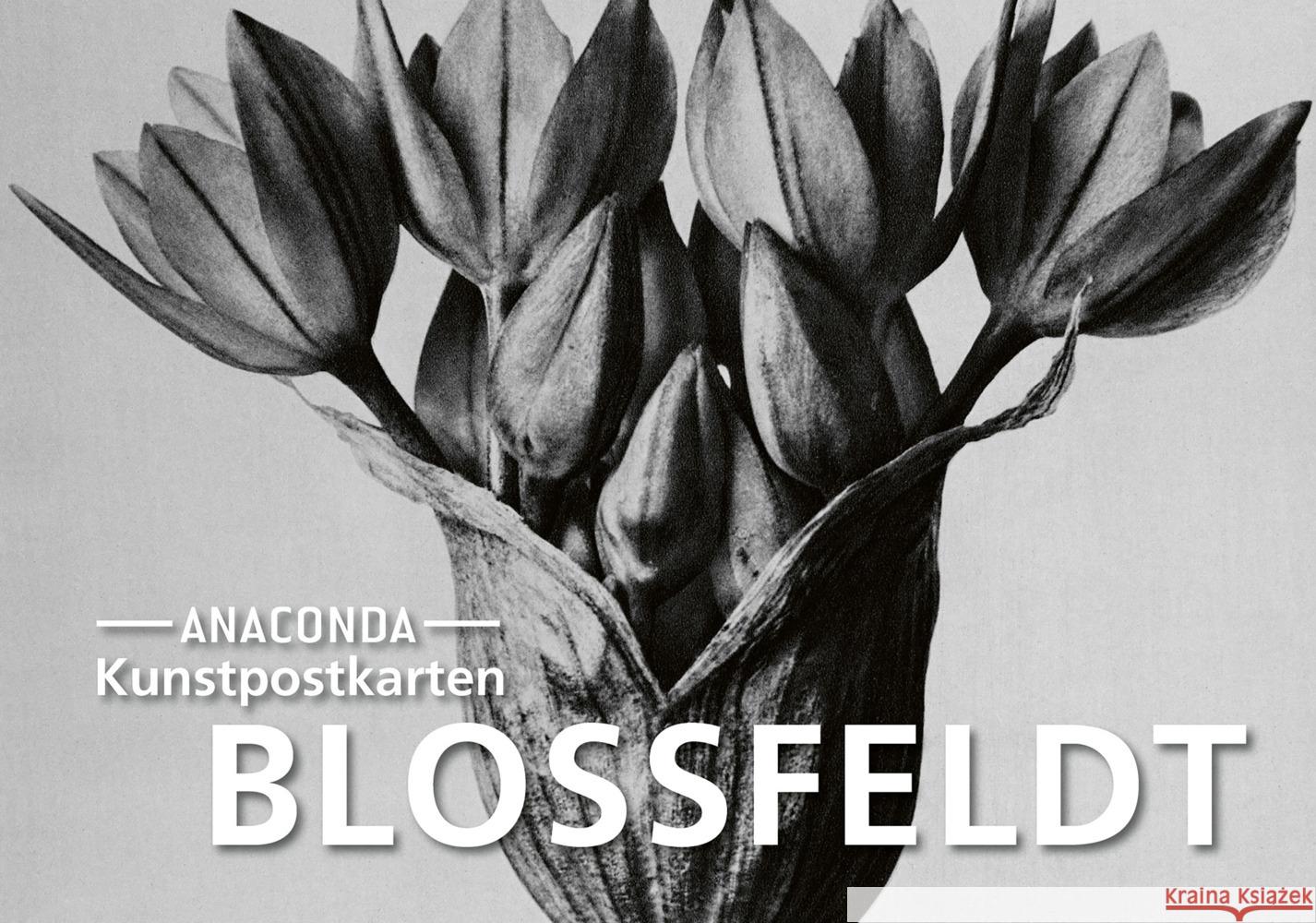 Postkarten-Set Blossfeldt Bloßfeldt, Karl 9783730614471 Anaconda - książka