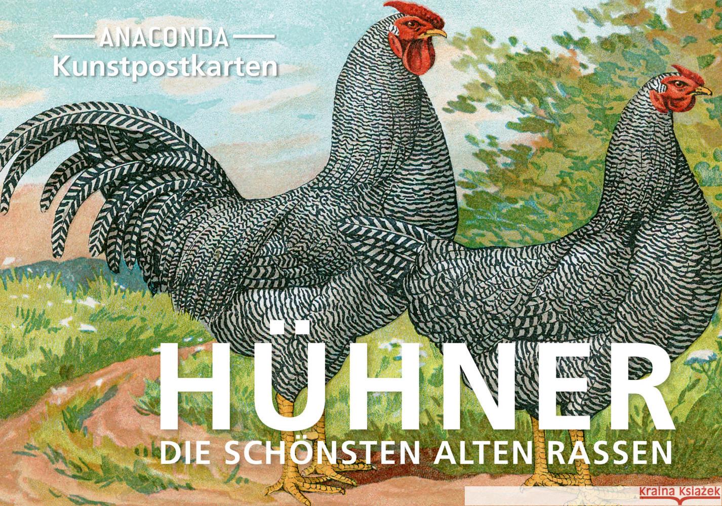 Postkarten-Set Hühner  9783730613917 Anaconda - książka
