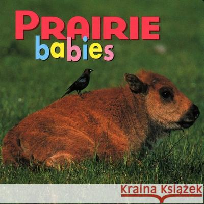 Prairie Babies Northword Press 9781559718738 Northword Press - książka
