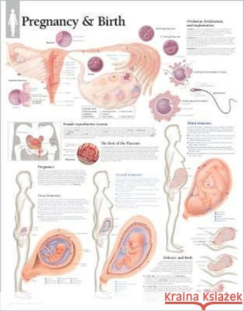 Pregnancy & Birth Laminated Poster Scientific Publishing 9781932922622 Scientific Publishing - książka