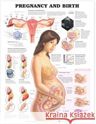 Pregnancy and Birth  Anatomical Chart Company 9781587791857  - książka