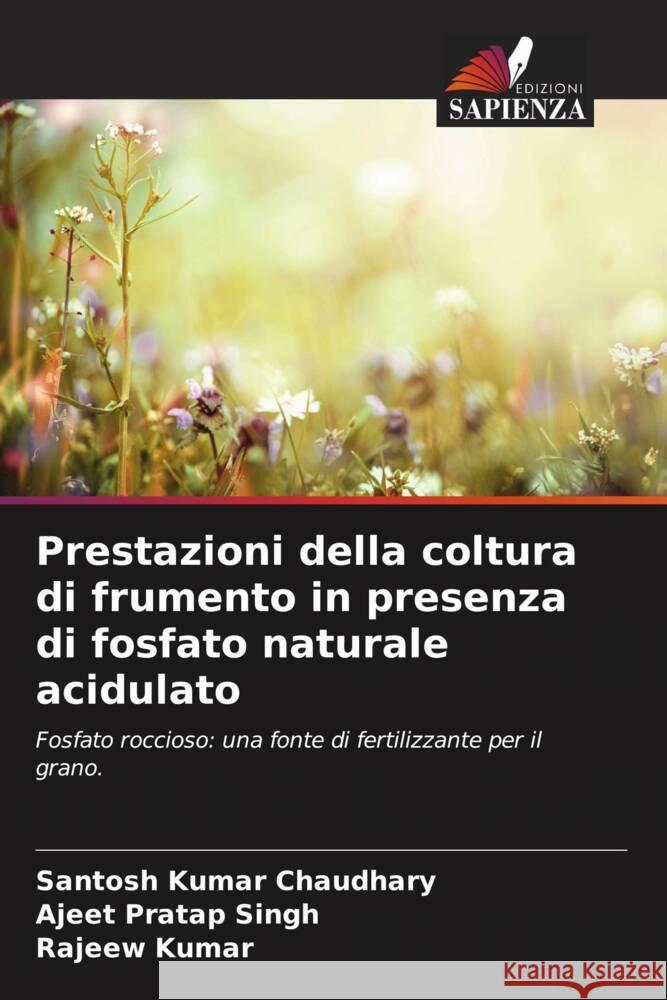 Prestazioni della coltura di frumento in presenza di fosfato naturale acidulato Santosh Kumar Chaudhary Ajeet Pratap Singh Rajeew Kumar 9786208326333 Edizioni Sapienza - książka