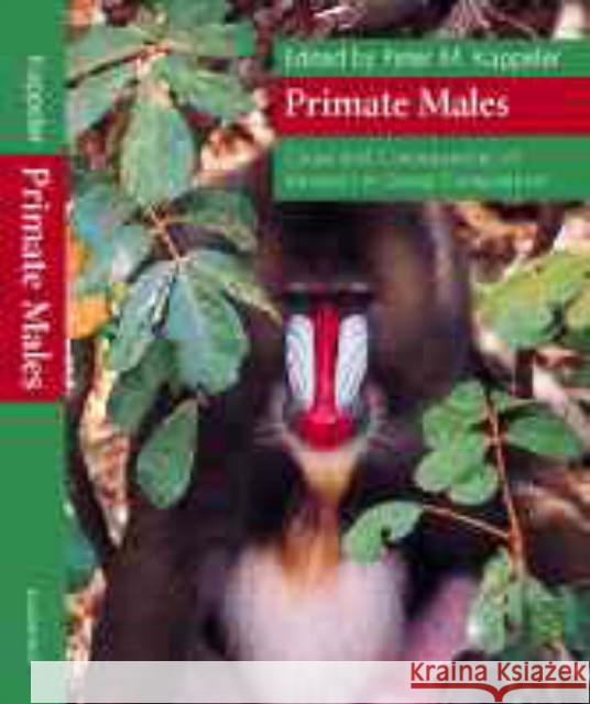 Primate Males: Causes and Consequences of Variation in Group Composition Kappeler, Peter M. 9780521651196 Cambridge University Press - książka