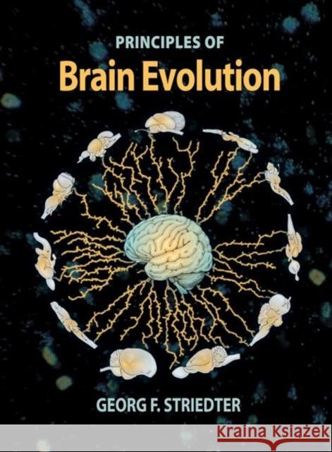 Principles of Brain Evolution Striedter, Georg F. 9780878938209 SINAUER ASSOCIATES INC.,U.S. - książka