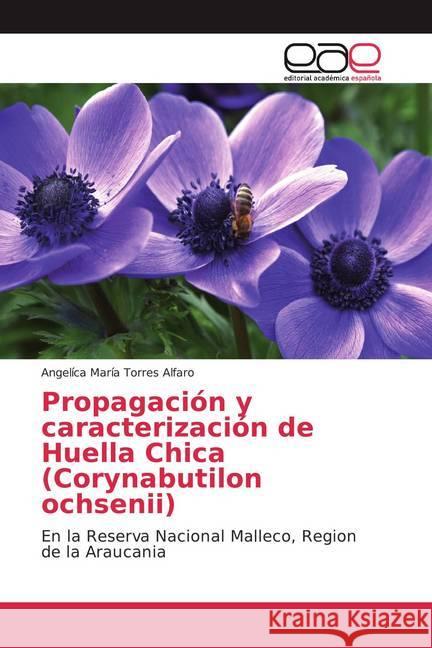 Propagación y caracterización de Huella Chica (Corynabutilon ochsenii) : En la Reserva Nacional Malleco, Region de la Araucania Torres Alfaro, Angelíca María 9783841766809 Editorial Académica Española - książka