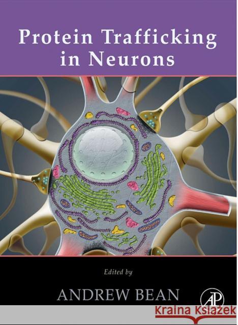 Protein Trafficking in Neurons Andrew J. Bean 9780123694379 Academic Press - książka