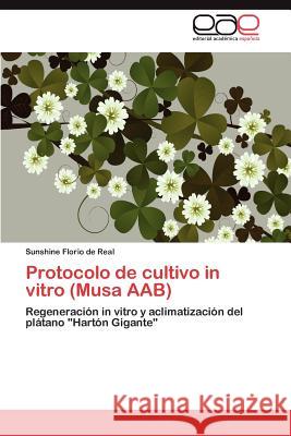 Protocolo de cultivo in vitro (Musa AAB) Florio de Real Sunshine 9783846562468 Editorial Acad Mica Espa Ola - książka