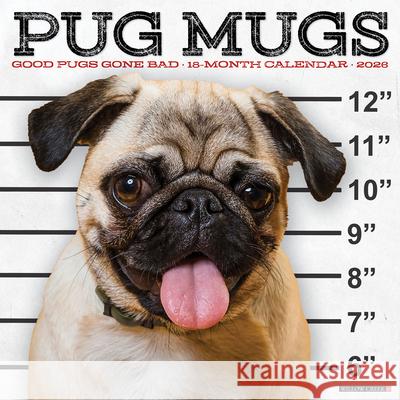 Pug Mugs 2026 12 X 12 Wall Calendar Willow Creek Press 9781549252488 Willow Creek Press Calendars - książka
