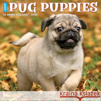 Pug Puppies 2026 12 X 12 Wall Calendar Willow Creek Press 9781549252495 Willow Creek Press Calendars - książka