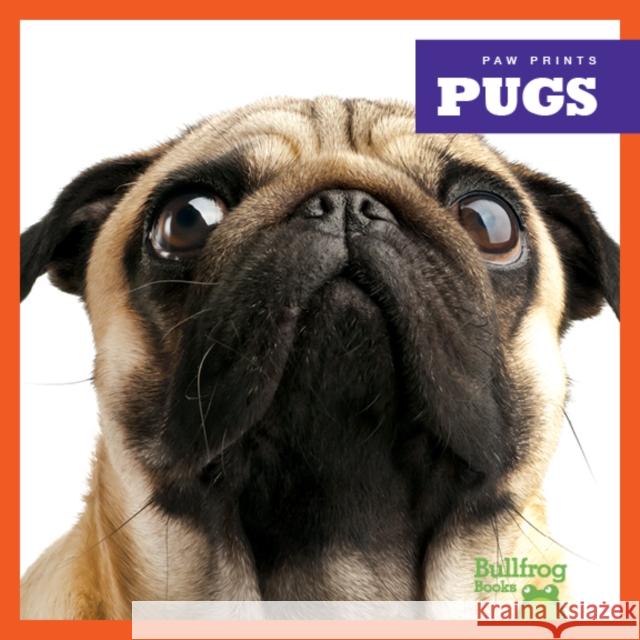 Pugs Kaitlyn Duling 9781624967825 Jump! Incorporated - książka