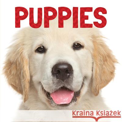 Puppies Stephanie Meyers 9781486718580 Flowerpot Press - książka