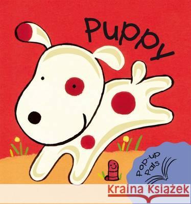 Puppy Fiona Hayes 9781906842178 3C Publishing Ltd - książka