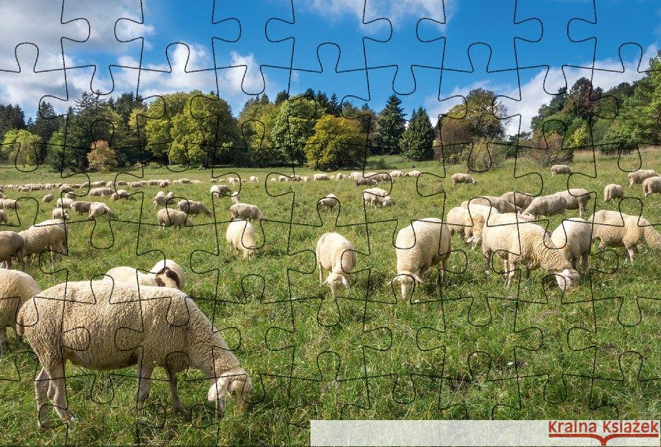 Puzzle-Postkarte Schwäbische Alb, Motiv: Schafherde auf Wiese  4260220581734 Gmeiner-Verlag - książka