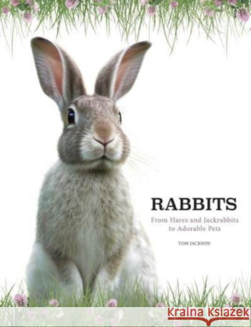 Rabbits Tom Jackson 9781838863708 Amber Books Ltd - książka