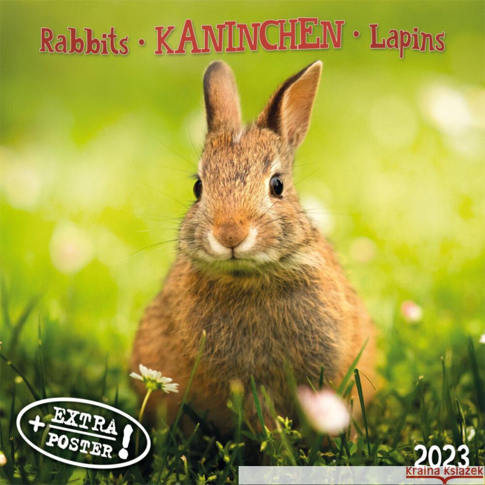 Rabbits/Kaninchen  2023  9783959291439 Tushita - książka