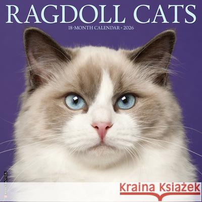 Ragdoll Cats 2026 12 X 12 Wall Calendar Willow Creek Press 9781549252549 Wlcp - książka