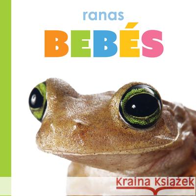 Ranas Beb?s Kim Thompson 9781682778937 Creative Paperbacks - książka