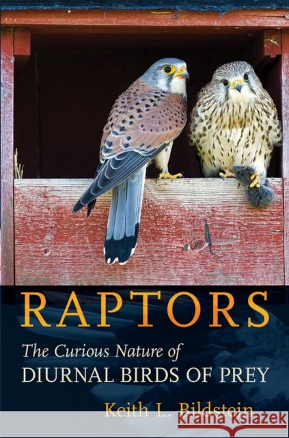 Raptors: The Curious Nature of Diurnal Birds of Prey Keith L. Bildstein 9781501705793 Comstock Publishing - książka