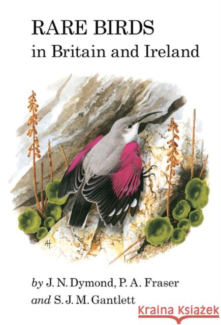 Rare Birds in Britain and Ireland S.J.M Gantlett 9781408139592 Bloomsbury Publishing PLC - książka