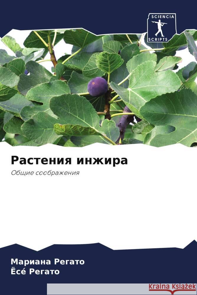 Rasteniq inzhira Regato, Mariana, Regato, José 9786205440261 Sciencia Scripts - książka