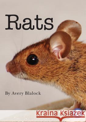 Rats Avery Blalock 9781925932515 Library for All - książka