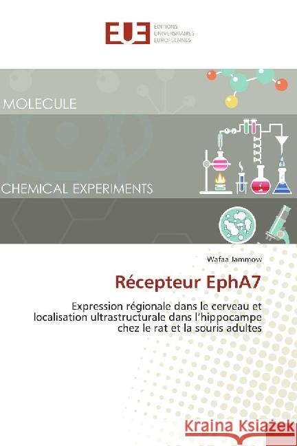 Récepteur EphA7 : Expression régionale dans le cerveau et localisation ultrastructurale dans l'hippocampe chez le rat et la souris adultes Jammow, Wafaa 9783330870307 Éditions universitaires européennes - książka