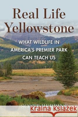 Real Life Yellowstone Scott Herring 9781683344667 Riverbend - książka