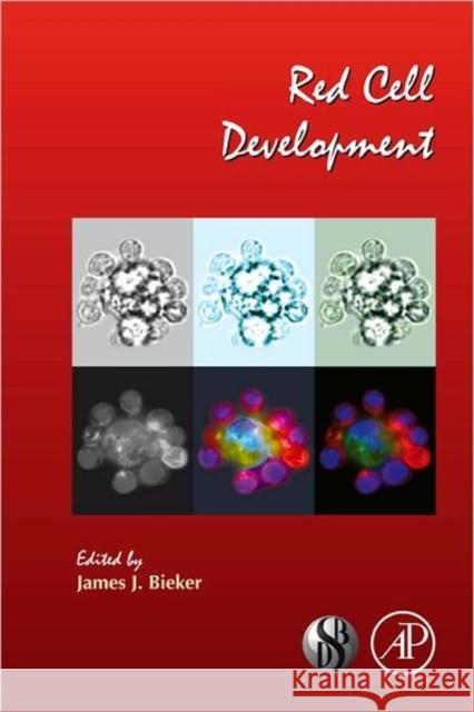 Red Cell Development: Volume 82 Bieker, James 9780123743664 Academic Press - książka