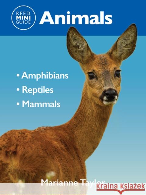 Reed Mini Guide: Animals: Amphibians l Reptiles l Mammals Marianne Taylor 9781760796198 New Holland Publishers - książka