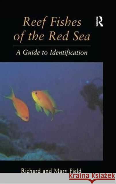 Reef Fish of the Red Sea Field 9781138997134 Routledge - książka