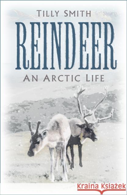 Reindeer: An Arctic Life Tilly Smith 9781803990651 The History Press Ltd - książka