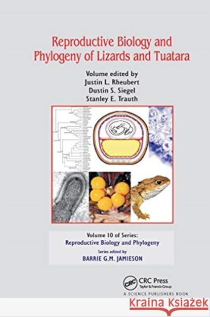 Reproductive Biology and Phylogeny of Lizards and Tuatara Justin L. Rheubert Dustin S. Siegel Stanley E. Trauth 9780367738594 CRC Press - książka