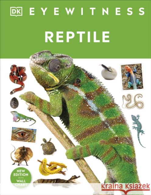 Reptile DK 9780241631676 Dorling Kindersley Ltd - książka