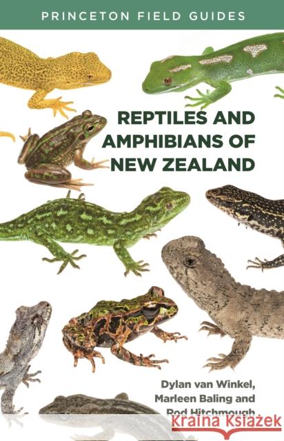 Reptiles and Amphibians of New Zealand Dylan Van Winkel Marleen Baling Rod Hitchmough 9780691199504 Princeton University Press - książka