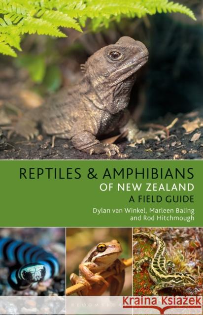 Reptiles and Amphibians of New Zealand Dylan van Winkel Marleen Baling Rod Hitchmough 9781472974990 Bloomsbury Wildlife - książka