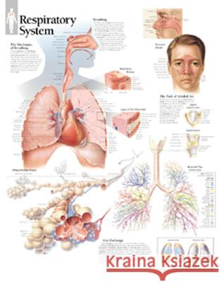 Respiratory System Paper Poster Scientific Publishing 9781930633063 Scientific Publishing Limited - książka