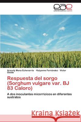 Respuesta del sorgo (Sorghum vulgare var. BJ 83 Caloro) Mena Echevarría Aracely 9783846562758 Editorial Académica Española - książka